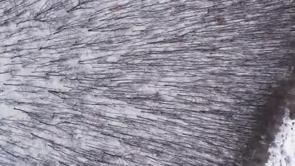 垂直录像 无人机森林 雪白的野地覆盖着降雪冰冻的树木国家公园寒冷多云的天气 — 图库视频影像