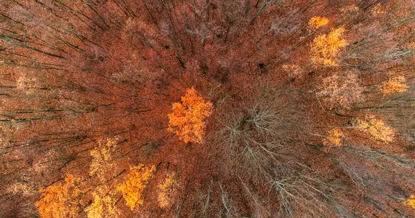 Aerial Fall Drone Forest Nature Landscape Atmospheric Wood Foliage Orange — Stock Photo, Image