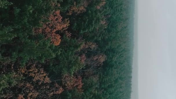 Vertikales Video Luftiger Wald Waldlandschaft Naturerneuerung Wildreservat Grün Gelbe Bäume — Stockvideo