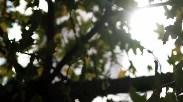 stock video Vertical video. Early autumn. Beautiful day. Peaceful mood. Green tree leaves in sunshine rays trembling on wind blur sky background slow motion.