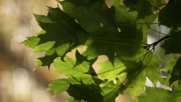 Vertikal Video Parkutsikt Lugnt Humör Njuter Naturen Gröna Träd Löv — Stockvideo