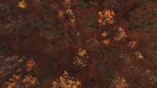 Függőleges Videó Légi Ősz Erdőre Néző Harmónia Csend Ősszel Narancs — Stock videók