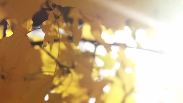Vertikal Video Höstens Skönhet Solig Dag Säsongsmässig Natur Gul Apelsin — Stockvideo