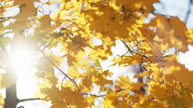 Romantik sonbahar. Güneşli bir gün. Doğa güzelliği. Güneş ışınlarında sarı ağaç yaprakları bulanık lens arkaplanı.
