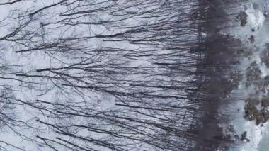 Dikey video. Havadan göl. Kış ağacı. Kırsal alan beyaz manzara karlı donmuş su çimen vahşi yaşam soğuk bulutlu hava dronu.
