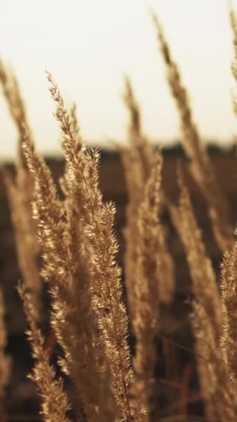 Verticale Video Vallen Weide Achtergrond Landelijk Landschap Landelijke Landbouw Rustig — Stockvideo