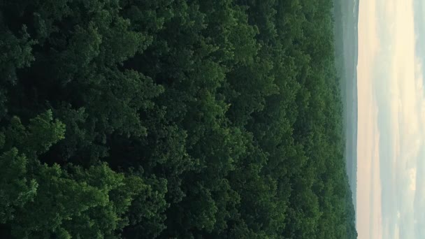 Verticale Video Uitzicht Het Bos Vanuit Lucht Natuurlandschap Omgeving Groene — Stockvideo