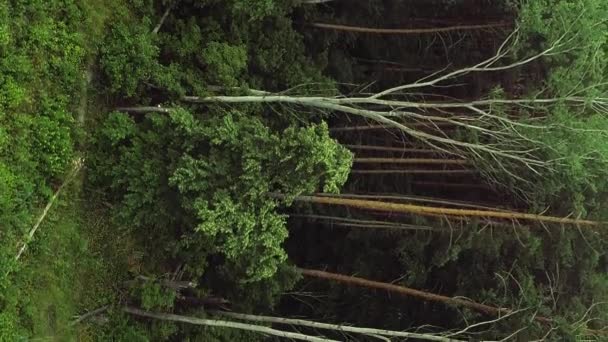 Verticale Video Bos Viaduct Achtergrond Boslandschap Dronezicht Natuurbescherming Groene Bomen — Stockvideo