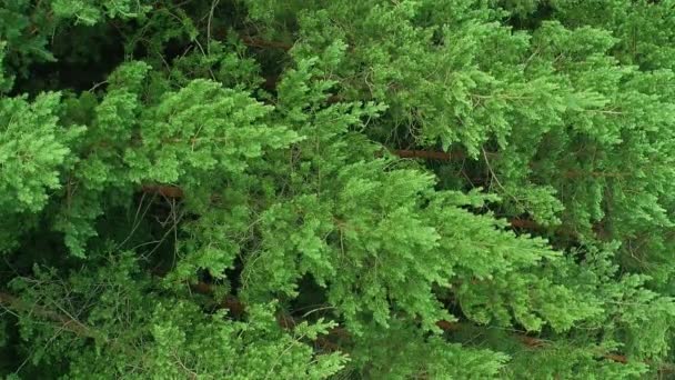 Verticale Video Boslandschap Achtergrond Natuurreservaat Drone Zicht Woodland Harmonie Wild — Stockvideo