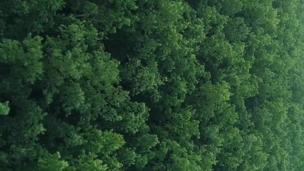バーティカルビデオ 空中フォレストショット 自然の風景 環境エコロジー 緑豊かな木は 風景背景ドローンフライオーバーを冠します — ストック動画