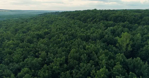 Zicht Vanuit Lucht Natuur Landschap Groen Weelderig Bos Bomen Kronen — Stockfoto