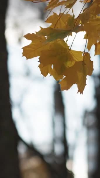 Вертикальне Відео Осінній Вид Спокійний Настрій Насолоджуючись Природою Жовте Дерево — стокове відео