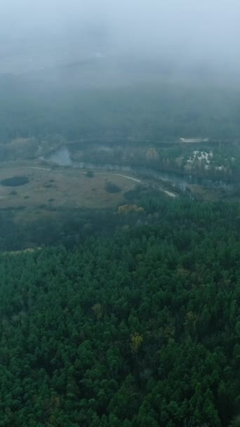 Vidéo Verticale Paysage Drones Forêt Brumeuse Faune Brouillard Nature Arbre — Video