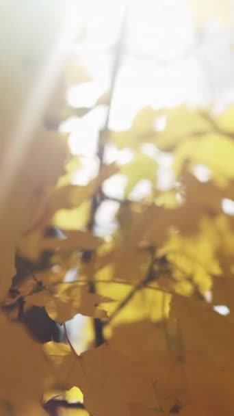Vertikální Video Podzimní Krása Slunečný Den Sezónní Povaha Žluté Oranžové — Stock video