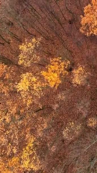 Pionowe Wideo Spadek Powietrza Las Dronów Krajobraz Natury Piękne Liście — Wideo stockowe