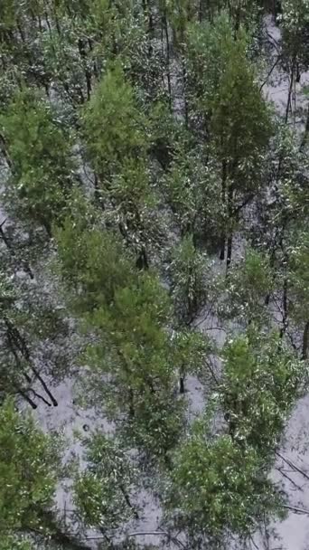 Verticale Video Uitzicht Het Bos Vanuit Lucht Drone Besneeuwde Bomen — Stockvideo