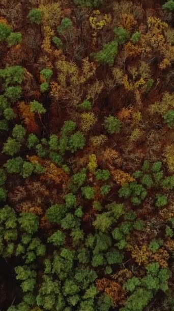 垂直录像 龙树树冠 空中森林 万里无云的阳光下 野生动物木美丽的初秋风景 国家公园 — 图库视频影像