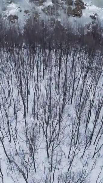Pionowe Wideo Jezioro Lotnicze Zimowe Drewno Peryferie Biały Krajobraz Śnieg — Wideo stockowe