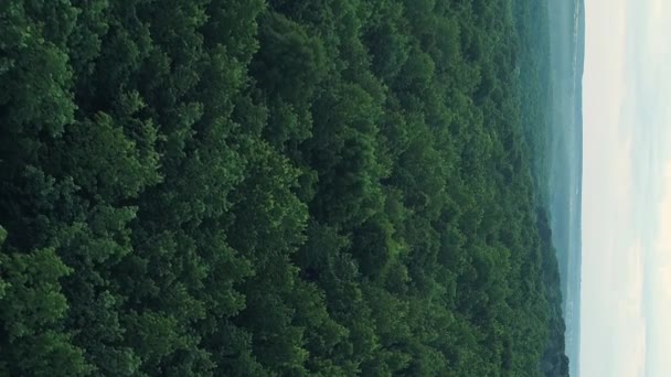 Függőleges Videó Légi Tájkép Természeti Táj Zöld Erdő Koronák Köd — Stock videók