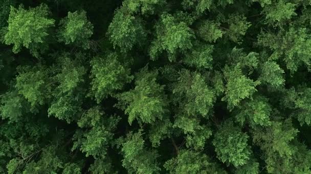 野生の森の背景 森の保全について 空からの眺め 新鮮な緑の夏の自然公園の木は上からの風の石鹸の田舎の風景で揺れる葉 — ストック動画