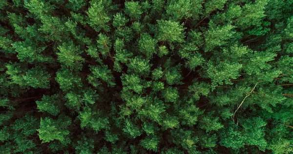 Forest background. Sustainable nature. Drone view. Eco life scenery. Green lush pine tree crowns texture countryside woods flyover landscape.