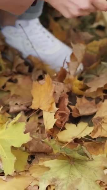 비디오 컬렉션 자연을 즐기는 공원에서 단풍잎을 인식할 — 비디오