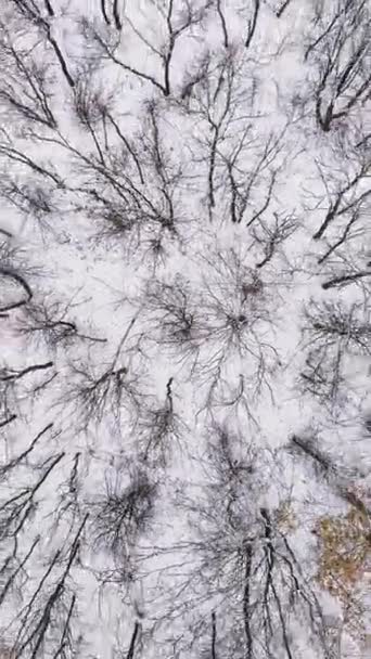 Κάθετο Βίντεο Θέα Στο Δάσος Χειμερινές Κορυφές Δέντρων Λευκό Χώμα — Αρχείο Βίντεο