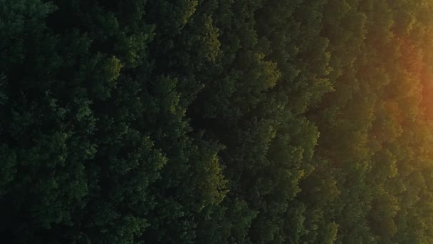 Függőleges Videó Erdőre Néző Természet Táj Zöld Fák Korona Naplemente — Stock videók