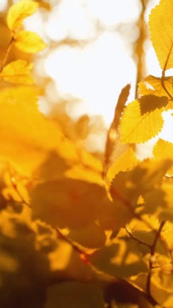 バーティカルビデオ ゴールデンフォレストの背景 モーニングウッド 自然環境について 秋の木の葉はボケのビームのライト レンズのフレアの日差しで — ストック動画