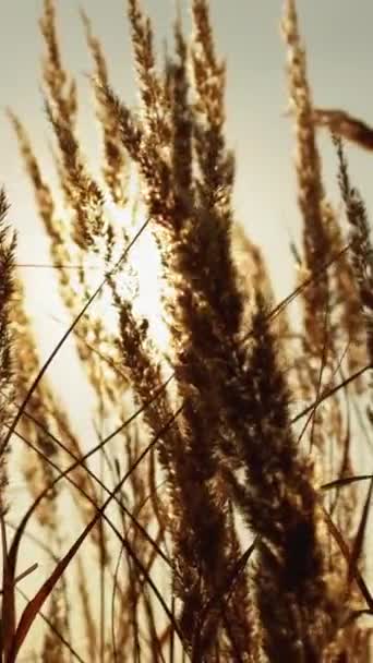 バーティカルビデオ 午後の背景について 田舎のフィールド 自然の静けさ 平和的な成長 乾燥した草の黄金のわらはぼやけた日光で霧の空で頭をリードしました — ストック動画