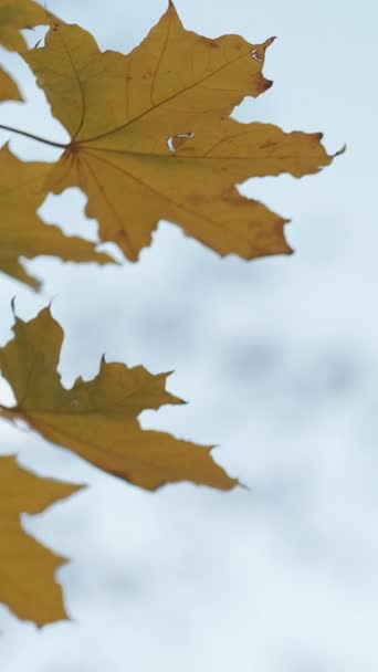Вертикальное Видео Приближается Осень Мрачный День Мирное Настроение Желтые Листья — стоковое видео