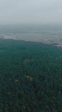Dikey video. Hava manzarası. İnsansız hava aracı. Vahşi güzel Parkland Vadisi Yeşil Ağaç Taçları sisli bulutlu bir sabahta.