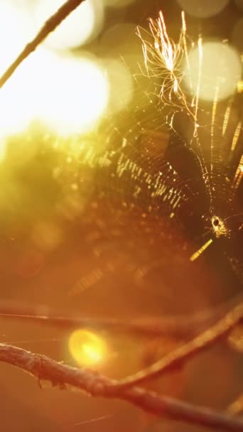 Vertikales Video Waldwildnis Hintergrund Herbstliche Morgennatur Spinnennetz Auf Nacktem Ast — Stockvideo