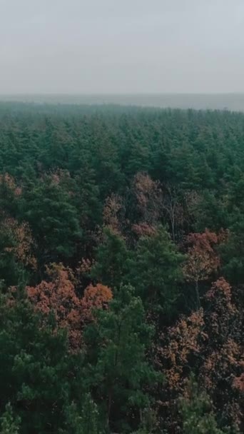 Verticale Video Luchtbos Houtlandschap Natuurvernieuwing Wildreservaat Groen Gele Bomen Nationaal — Stockvideo