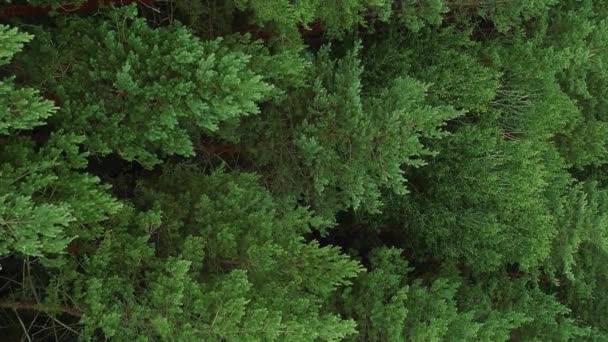 Κάθετο Βίντεο Δάσος Πετάει Πάνω Από Φόντο Προστασία Των Δασών — Αρχείο Βίντεο