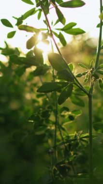 Dikey video. Meadow gündoğumu arka planı. Kırsal alan manzarası. Doğa sükuneti. Yazın yemyeşil kır çiçekleri merceklerdeki çimenler ışıl ışıl parıldıyor..