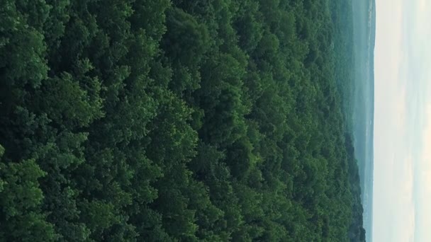 Κάθετο Βίντεο Αεροφωτογραφία Τοπίου Φυσικό Τοπίο Πράσινο Κορώνες Δέντρο Δάσος — Αρχείο Βίντεο