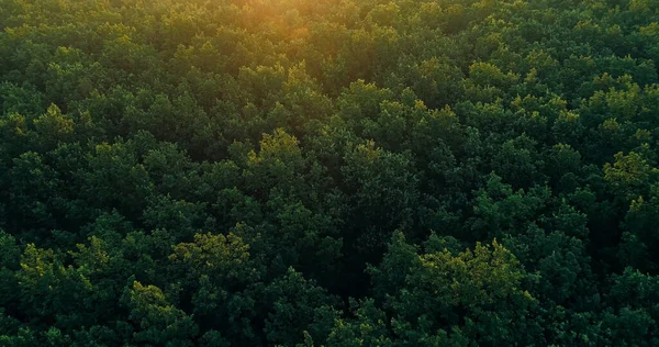 Aerial forest view. Nature landscape. Countryside environment. Green lush autumn trees crown yellow sun light rays scenery background drone shot.