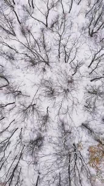 Verticale Video Uitzicht Het Drone Bos Winterboomtoppen Witte Aarde Bedekt — Stockvideo