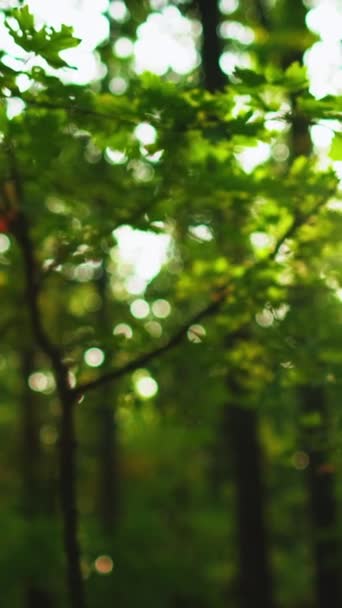 垂直录像 春季森林背景 茂密的树叶 森林日出 自然公园的风景夏日清澈明媚的晨树枝叶凋零 灯火通明 — 图库视频影像