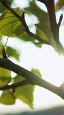 Dikey video. Bahçe güneş ışığı arka planı. Bulanık yapraklar. Odaklanamayan yaz sabahı doğa parkı yeşil sarı yemyeşil ağaç yaprakları Bokeh hafif gökyüzünde parlıyor..