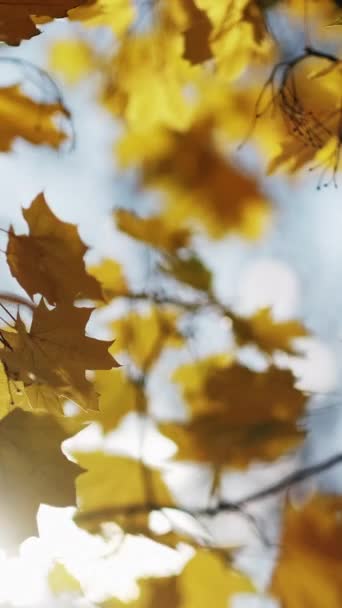Vertikální Video Podzimní Listí Pěkné Počasí Krása Přírody Pomerančové Větve — Stock video