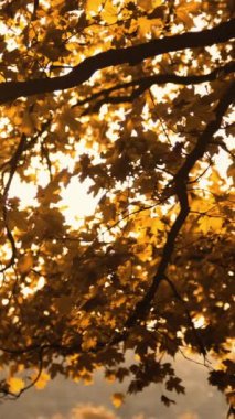 Dikey video. Altın sonbahar arka planı. Sonbahar ormanı. Ağaç yaprakları. Doğa parkı manzarası. Kahverengi turuncu ılık atmosfer ağaçları kırsal alanda yapraklar dallandırır.