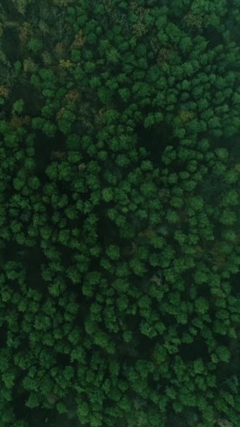 Vertikální Video Pohled Dronové Dřevo Lesní Krajina Scénická Mlha Rezervy — Stock video