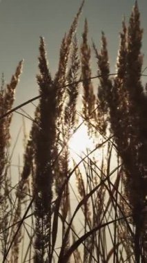 Dikey video. Meadow gün batımı arka planı. Sonbahar doğa manzarası. Kırsal alan güzelliği. Kuru çimenler altın bitkiler, sivri uçlar rüzgarda savrulan başlar, gökyüzünde sıcak kirişler..