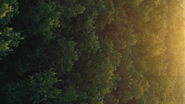 垂直录像 空中看森林日出 自然景观 园林绿化郁郁葱葱的树木遮掩了太阳光天线阵耀斑的背景 — 图库视频影像