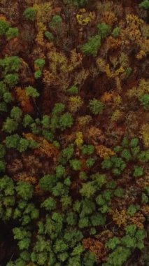 Dikey video. Drone ağacı tacı. Hava ormanı. Vahşi yaşam ormanı güzel sonbahar erken doğası bulutlu gün ışığında ulusal park alanı.