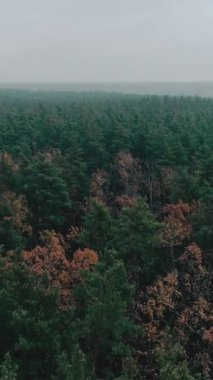 Dikey video. Hava ormanı. Ahşap manzara. Doğa yenileme vahşi rezerv yeşil sarı ağaçlar ulusal park sisli gün ışığında.