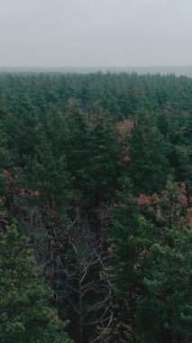 Dikey video. Hava manzarası. Yeşil orman. Ulusal park ağaçlarının sisli yaz mevsiminde doğa manzarası.