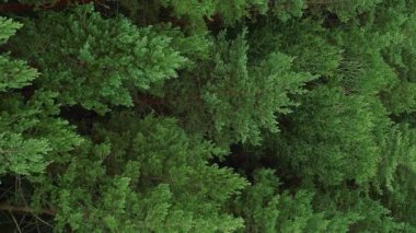 Dikey video. Woodland üstgeçidi geçmişi. Orman koruması. Hava görüntüsü. Rüzgarda sallanan yeşil çam ağaçları vahşi doğa parkı yaprak dokusunu rahatlatıyor..